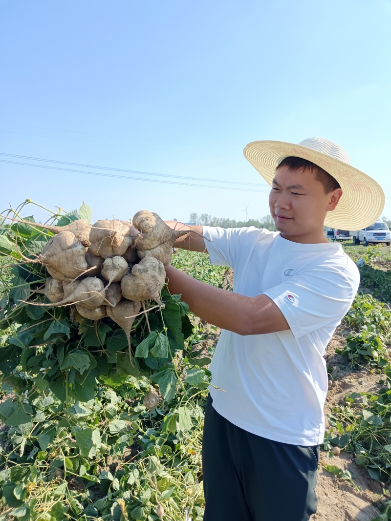 【凉薯】白地瓜豆薯产地视频看货量大货源充足