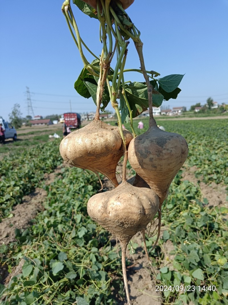 【凉薯】白地瓜豆薯产地视频看货量大货源充足