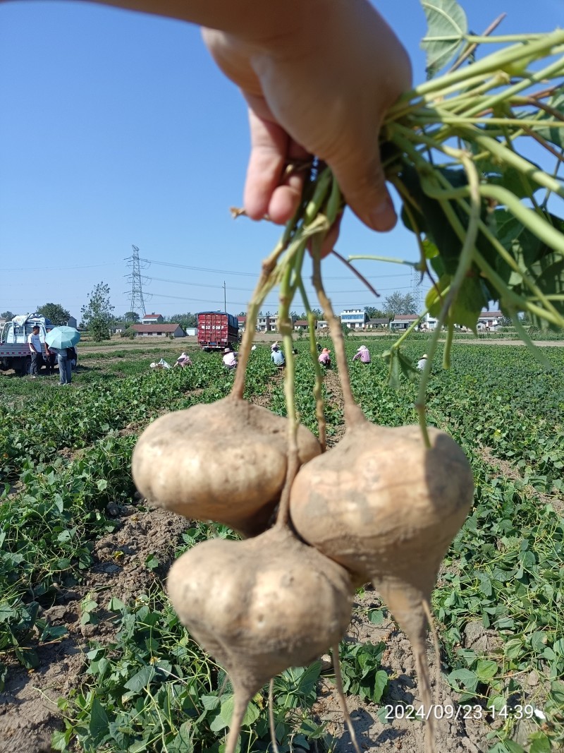 【凉薯】白地瓜豆薯产地视频看货量大货源充足