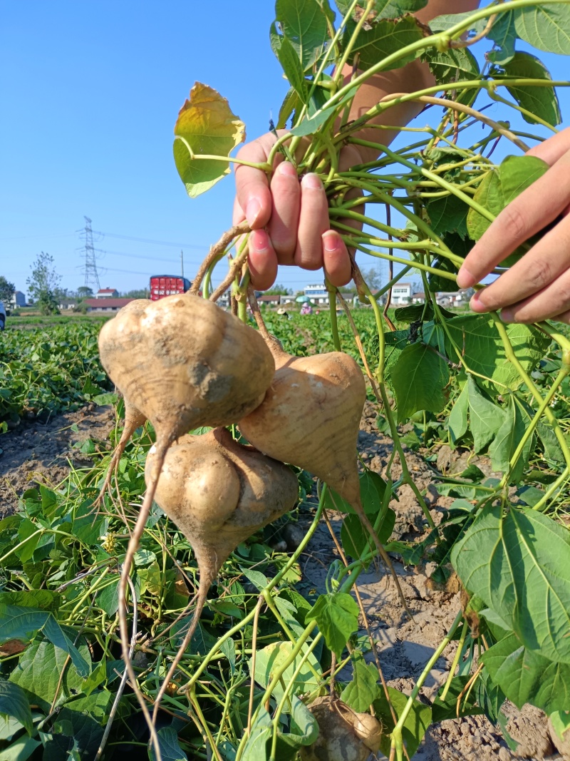 【凉薯】白地瓜豆薯产地视频看货量大货源充足