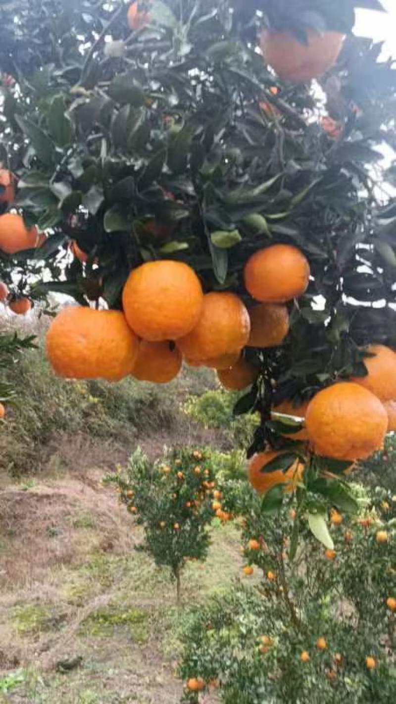 湖南常德澧县椪柑大量上市口感甘甜入口化渣