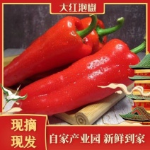 新鲜大红泡椒泡椒大量供应可视频看货欢迎来电采购