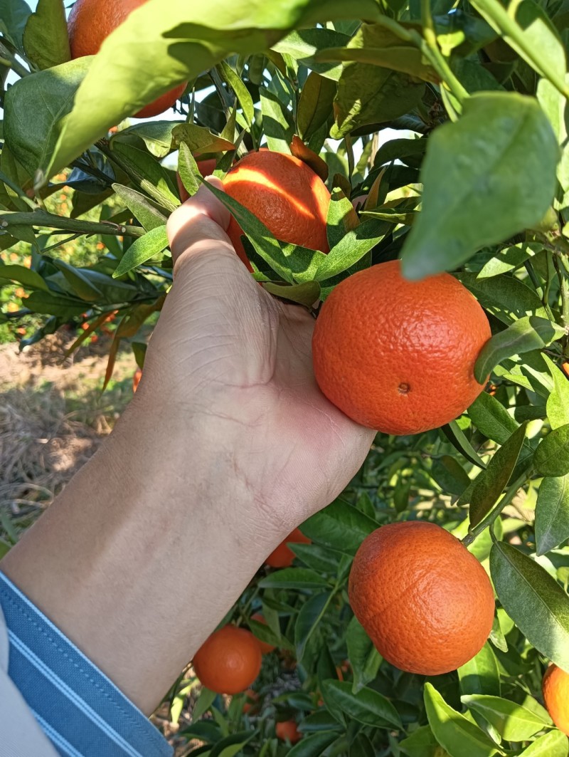 精品【东方红蜜桔】世纪红蜜橘，货源充足产地直发一手货源