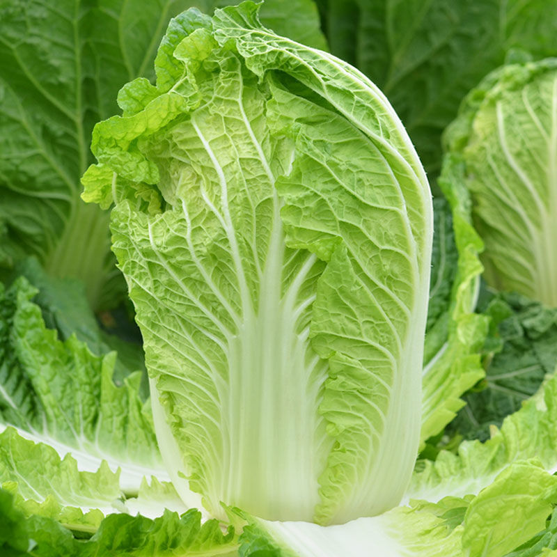 优选黄心白菜大白菜湖北白菜大量供应可视频看货