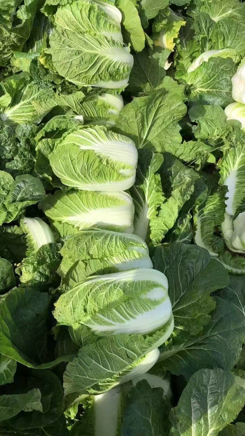 优选黄心白菜大白菜湖北白菜大量供应可视频看货