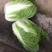 优选黄心白菜大白菜湖北白菜大量供应可视频看货