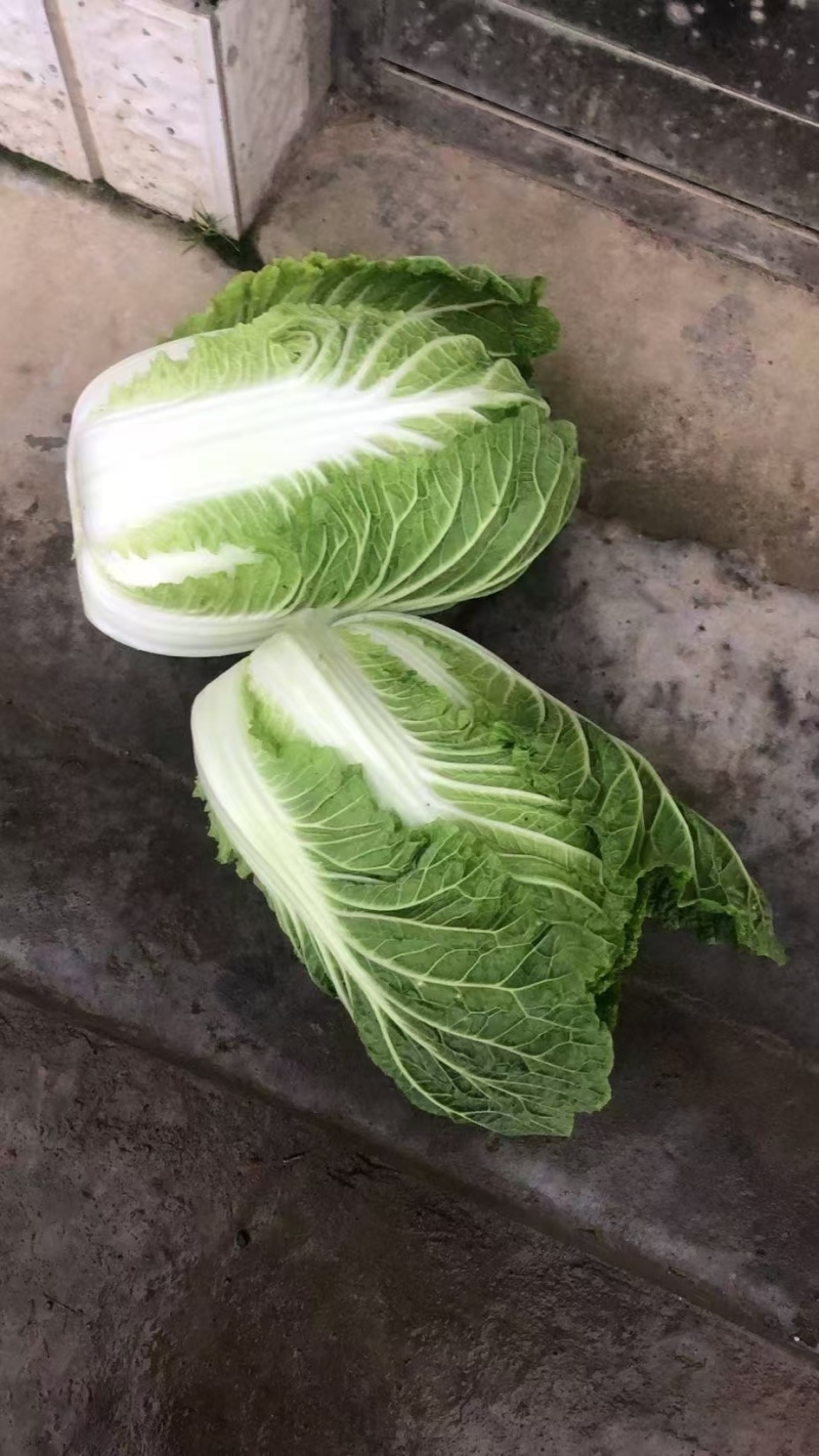 优选黄心白菜大白菜湖北白菜大量供应可视频看货