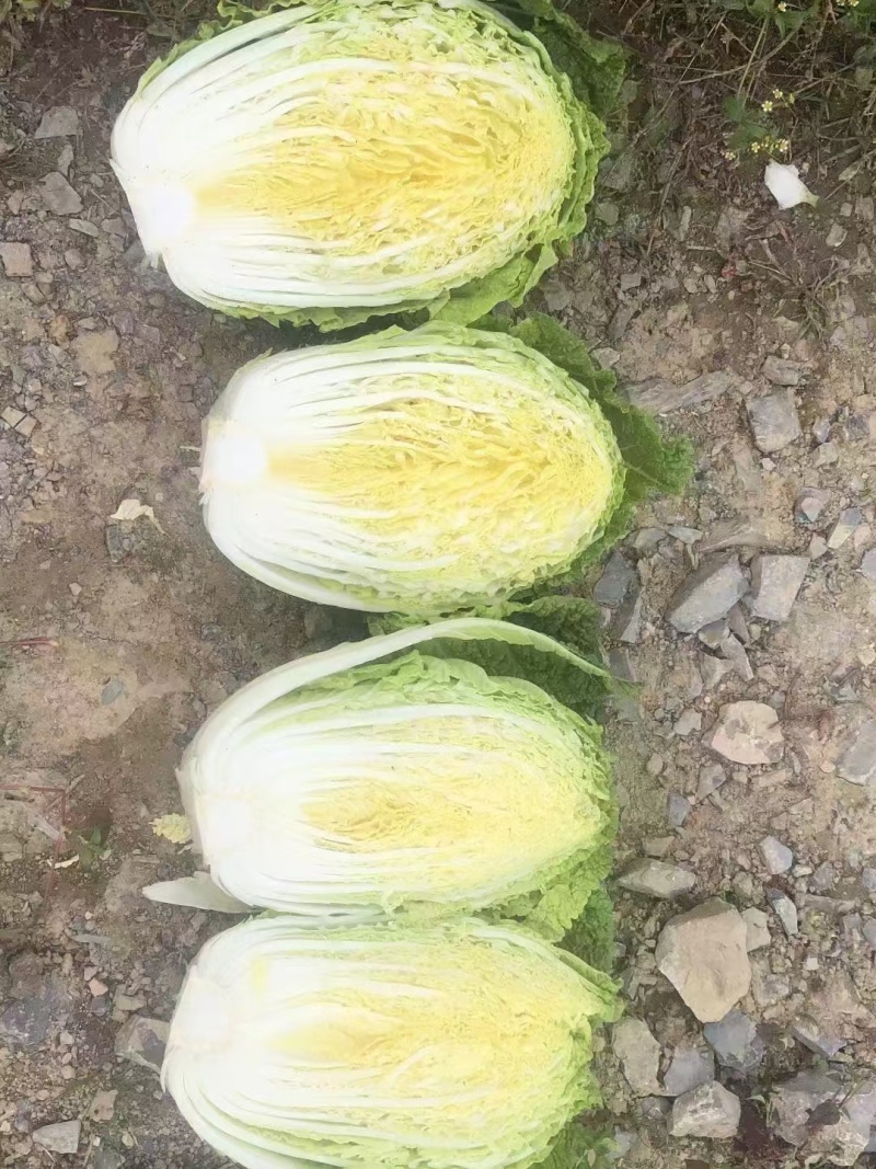 优选黄心白菜大白菜湖北白菜大量供应可视频看货