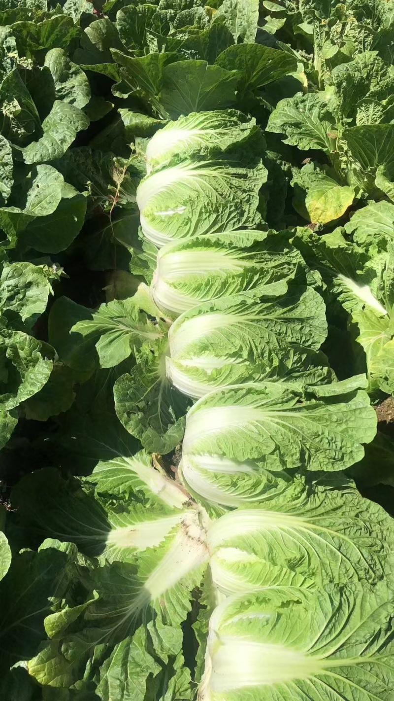 优选黄心白菜大白菜湖北白菜大量供应可视频看货
