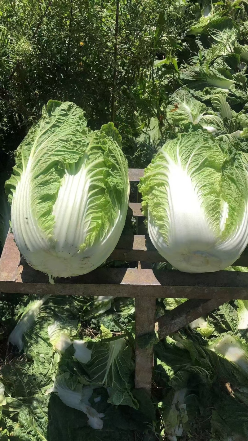 优选黄心白菜大白菜湖北白菜大量供应可视频看货