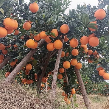 精品正宗赣南脐橙产地发货量大从优质量保证欢迎咨询