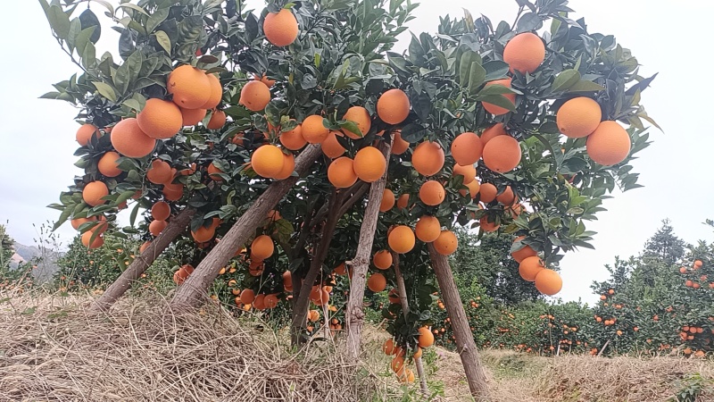 精品正宗赣南脐橙产地发货量大从优质量保证欢迎咨询