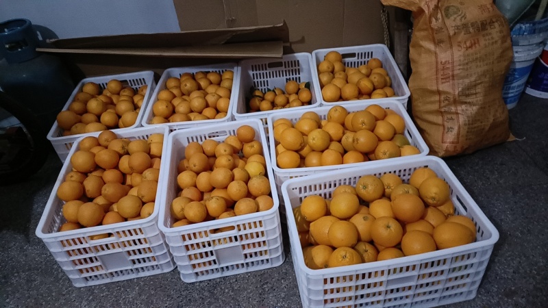 精品正宗赣南脐橙产地发货量大从优质量保证欢迎咨询