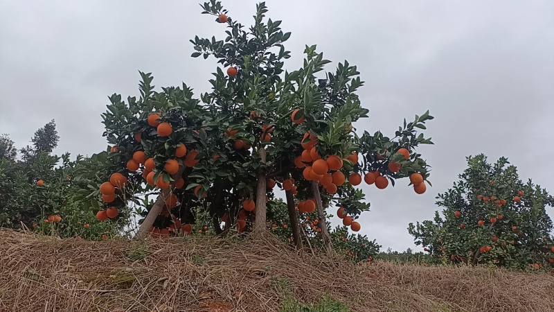 精品正宗赣南脐橙产地发货量大从优质量保证欢迎咨询