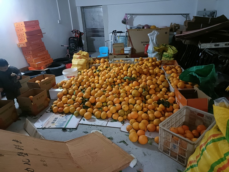 精品正宗赣南脐橙产地发货量大从优质量保证欢迎咨询