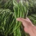 各种椒