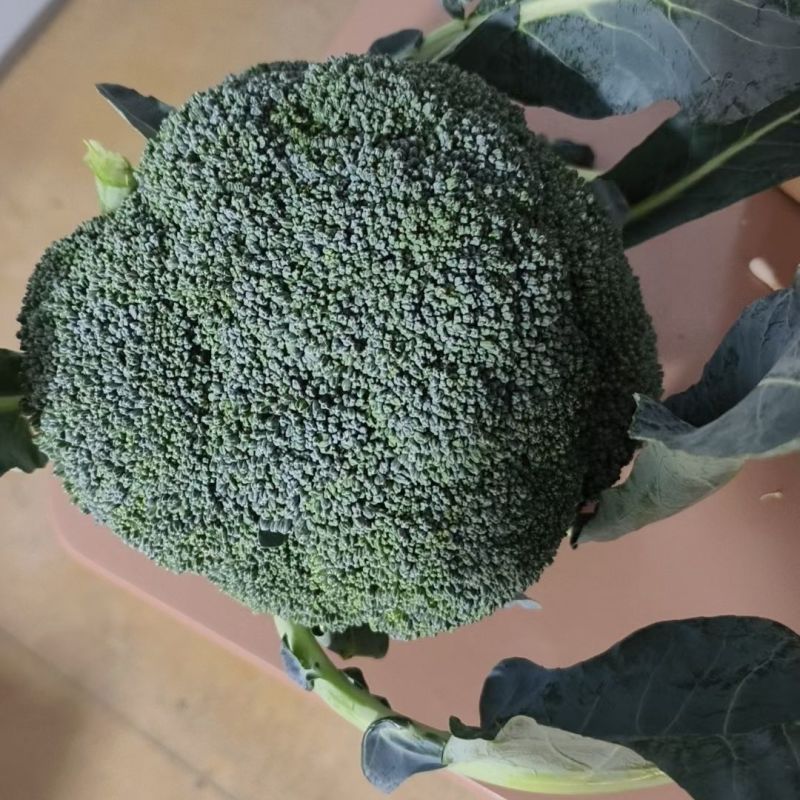 新鲜西兰花大量供应湖北西兰花可视频看货欢迎来电采