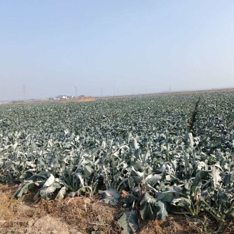 新鲜西兰花大量供应湖北西兰花可视频看货欢迎来电采