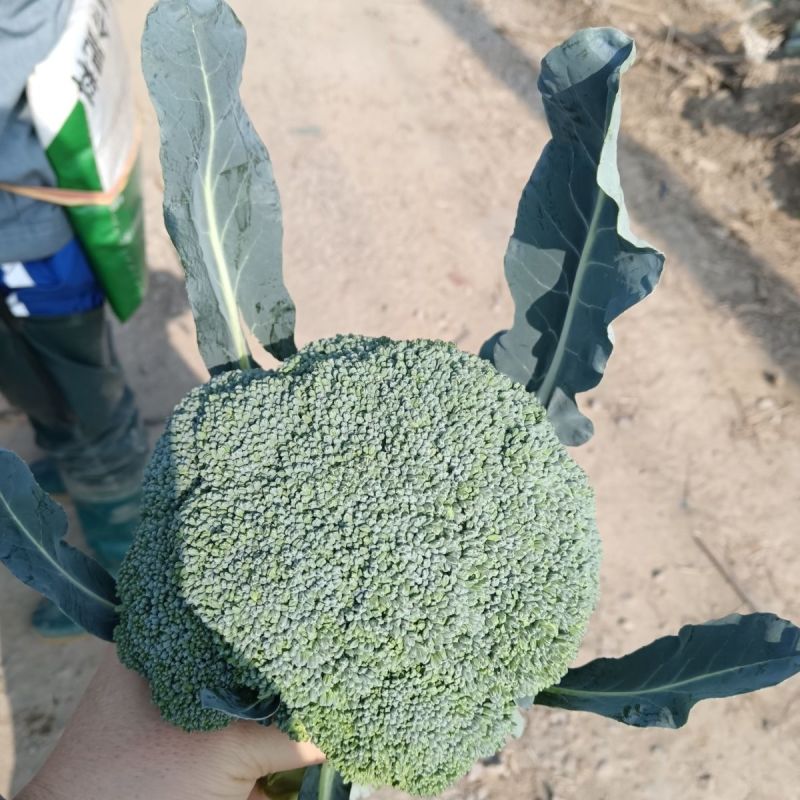 新鲜西兰花大量供应湖北西兰花可视频看货欢迎来电采