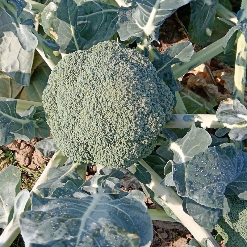 新鲜西兰花大量供应湖北西兰花可视频看货欢迎来电采