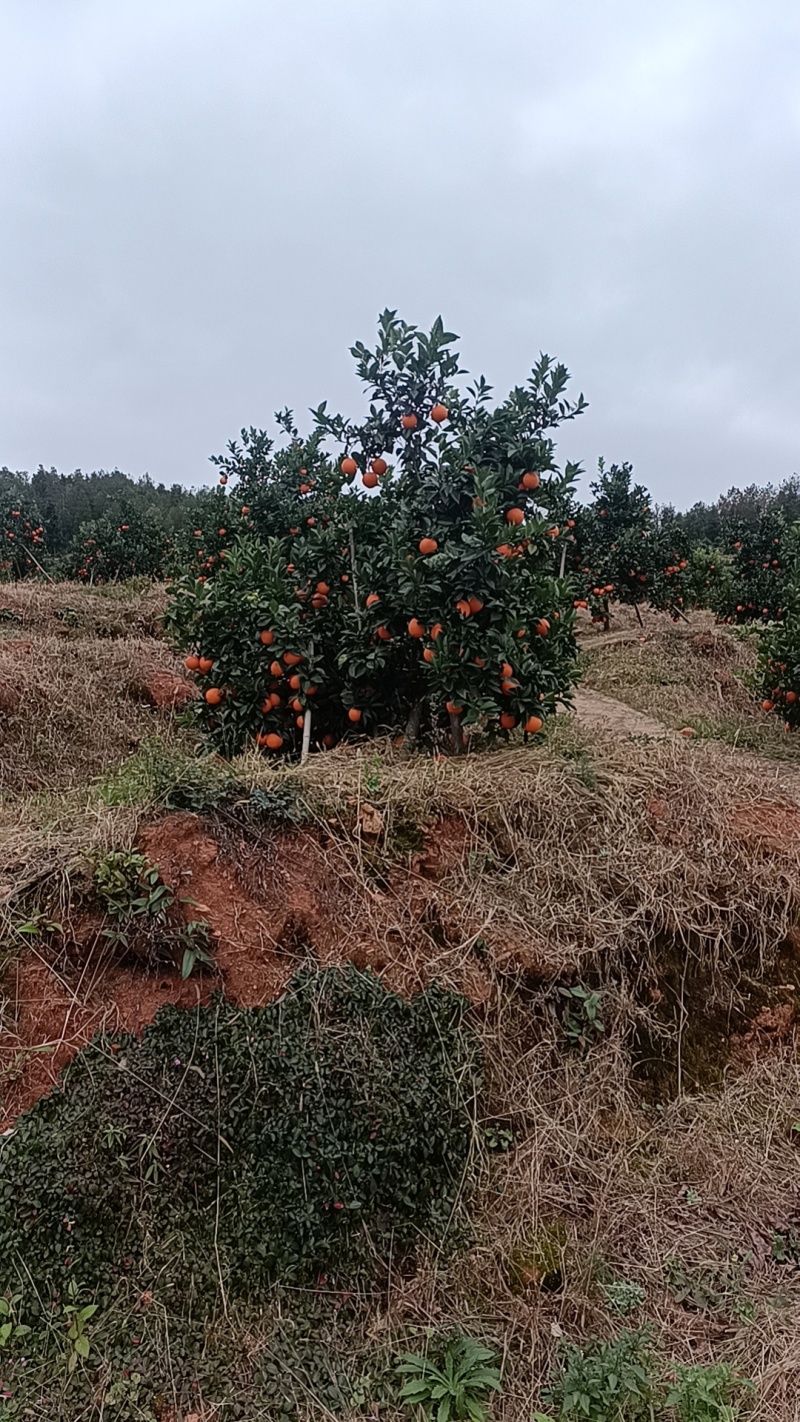 精品正宗赣南脐橙产地发货量大从优质量保证欢迎咨询