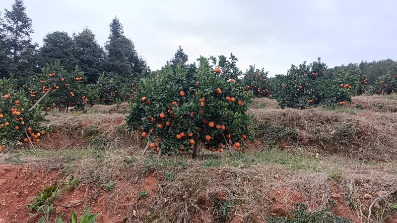 精品正宗赣南脐橙产地发货量大从优质量保证欢迎咨询
