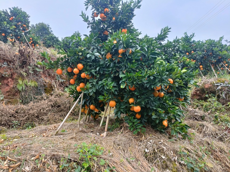 精品正宗赣南脐橙产地发货量大从优质量保证欢迎咨询