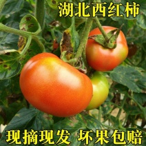 精品西红柿硬粉西红柿大量供应对接各大市场商超电商加
