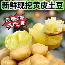 大量供应贵州威宁7号，104等等农副产品。