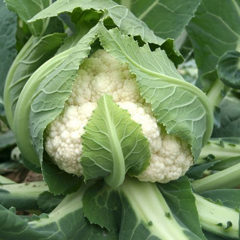 精品菜花花菜松花菜大量供应对接各大市场商超电商