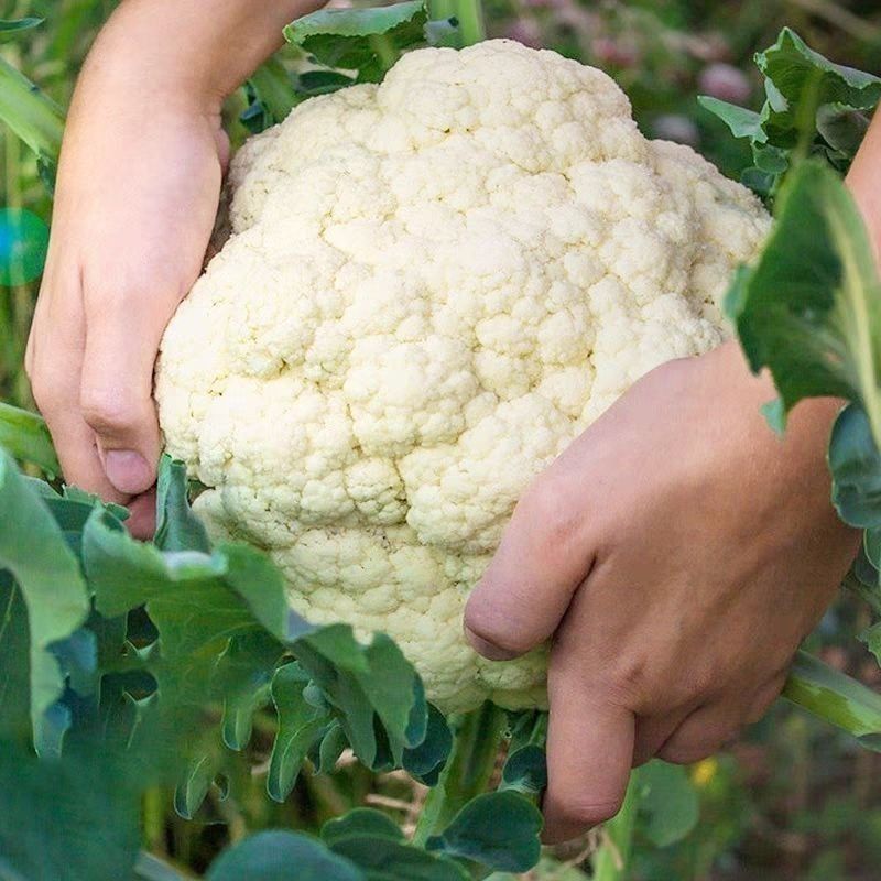 精品菜花花菜松花菜大量供应对接各大市场商超电商