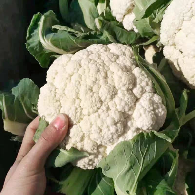 精品菜花花菜松花菜大量供应对接各大市场商超电商