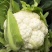 精品菜花花菜松花菜大量供应对接各大市场商超电商