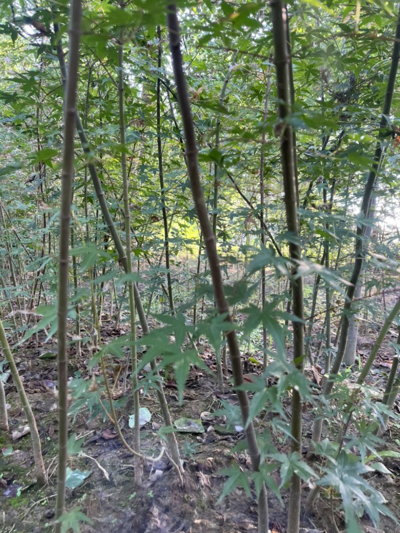 枫树苗，鸡爪戚小苗基地直发量大从优品质保证