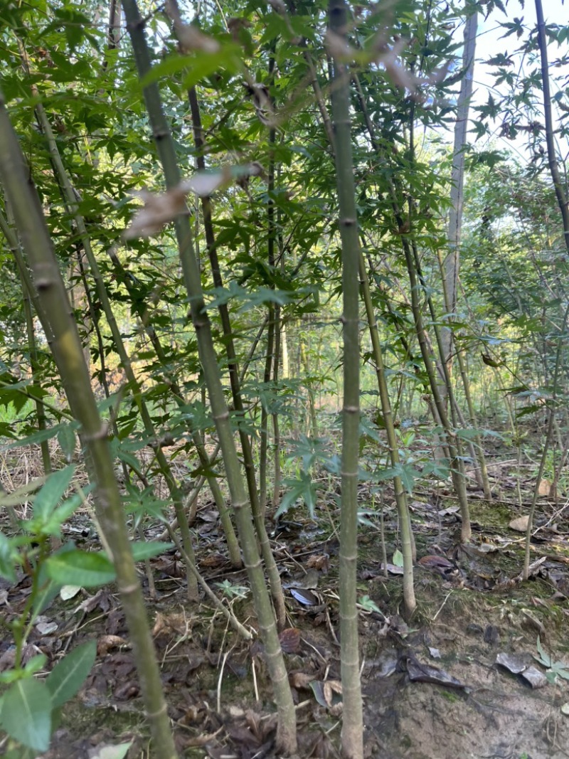枫树苗，鸡爪戚小苗基地直发量大从优品质保证