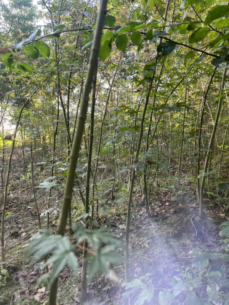 枫树苗，鸡爪戚小苗基地直发量大从优品质保证