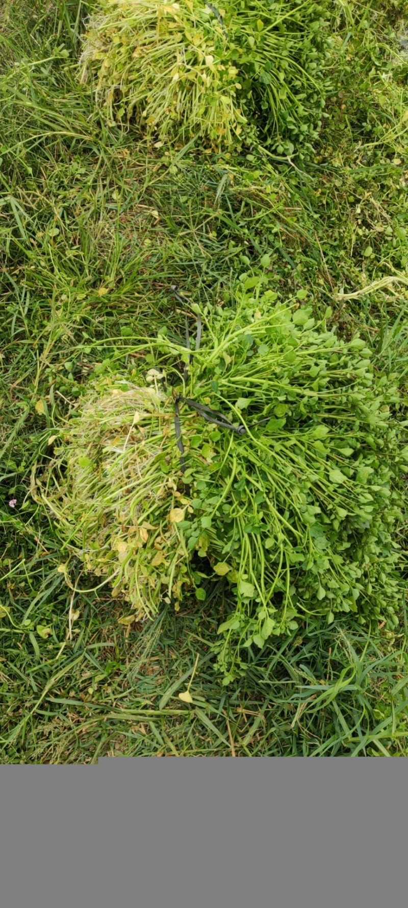 西洋菜种植基地，西洋菜种苗大量长期供应