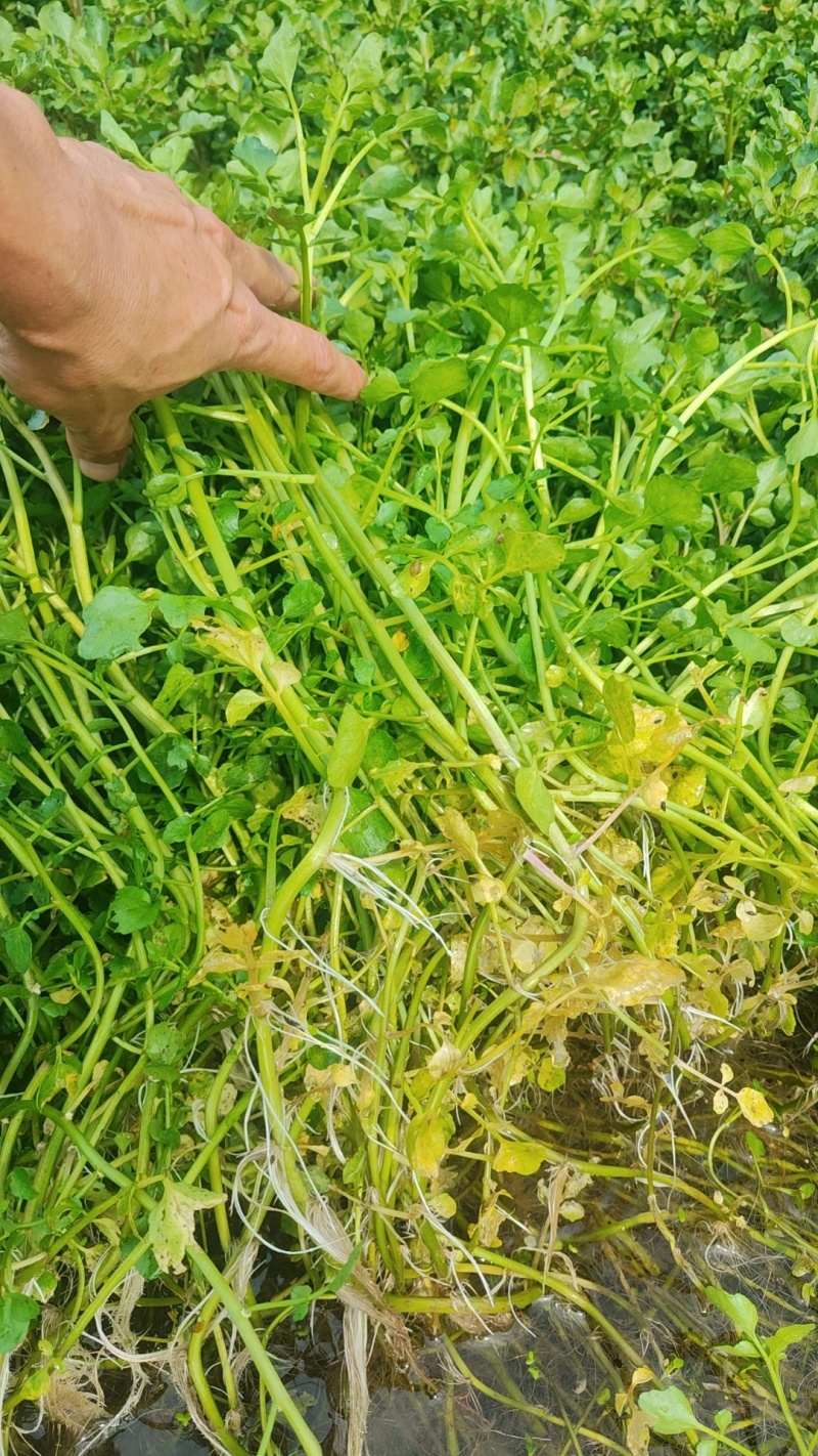西洋菜种植基地，西洋菜种苗大量长期供应