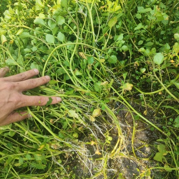 西洋菜种植基地，西洋菜种苗大量长期供应