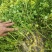 西洋菜种植基地，西洋菜种苗大量长期供应