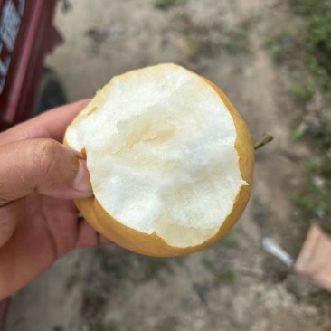 精品晚秋黄梨
