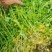 西洋菜种植基地批发价格