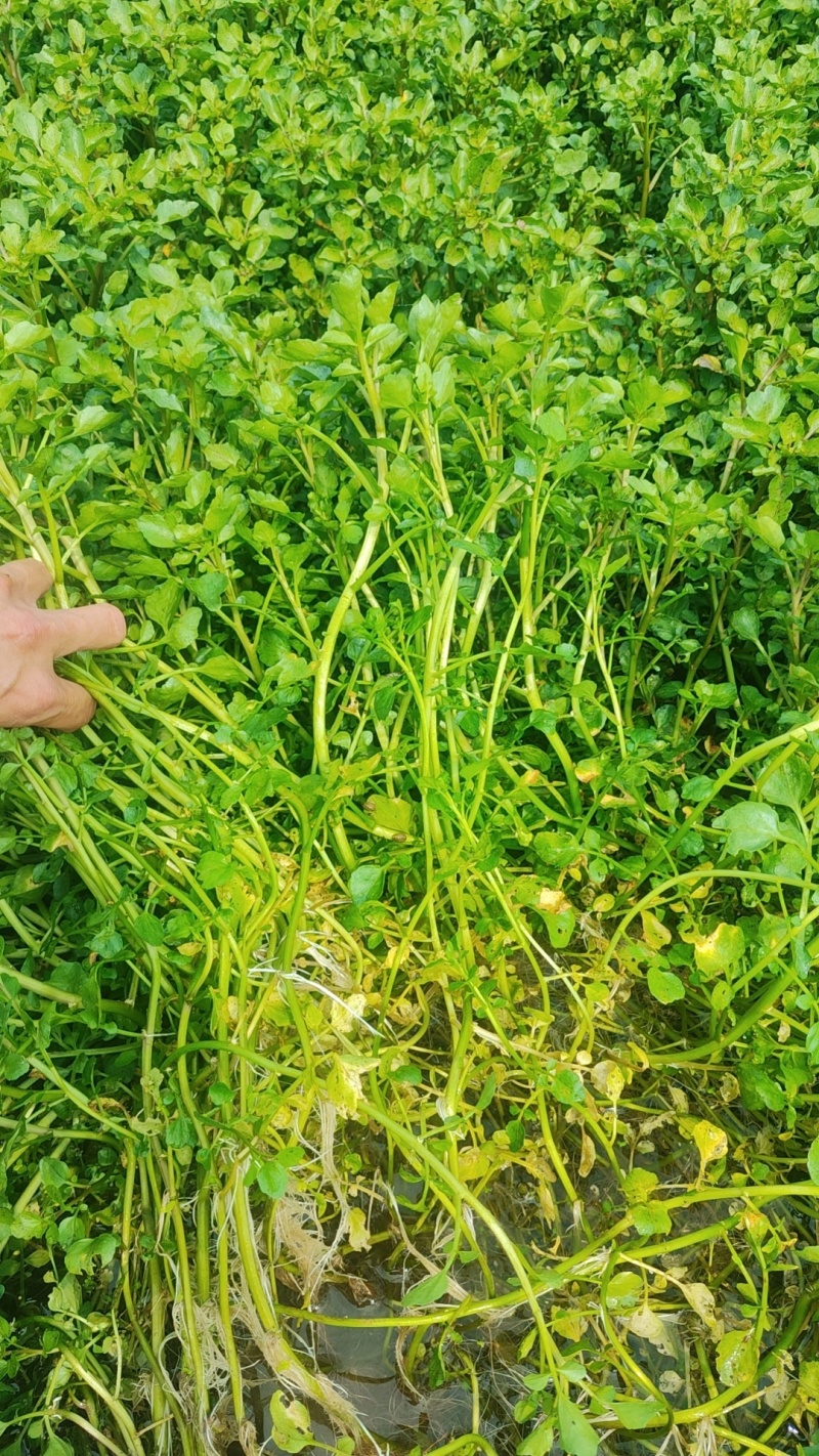 西洋菜种植基地批发价格