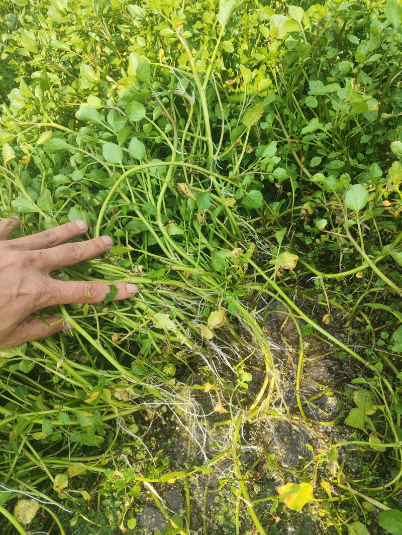 西洋菜种植基地批发价格