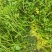 西洋菜种植基地批发价格