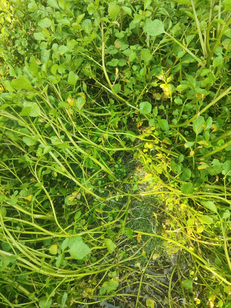 西洋菜种植基地批发价格