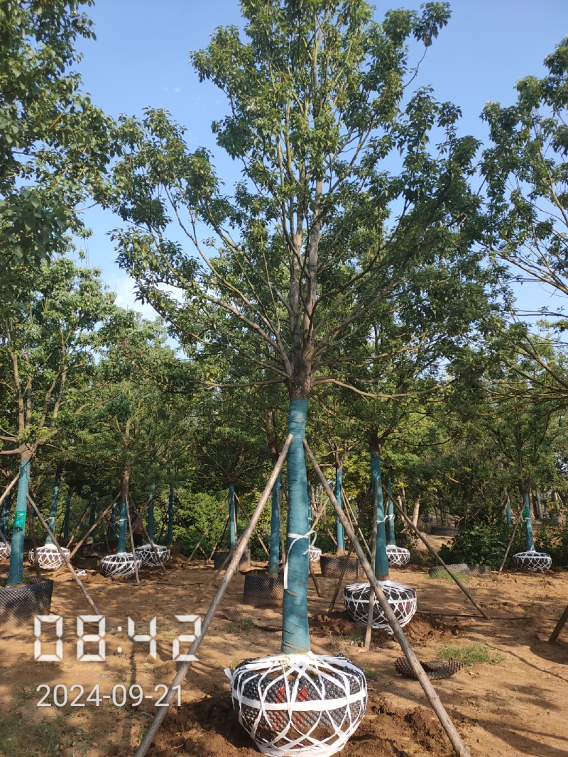 12-30的容器香樟，湖北香樟，容器樟树，小叶容器香樟