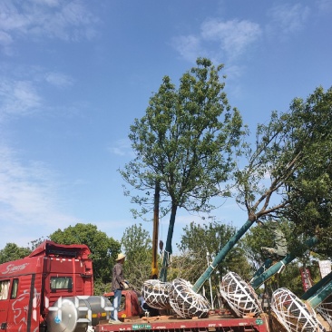 15容器香樟，空根器香樟，香樟