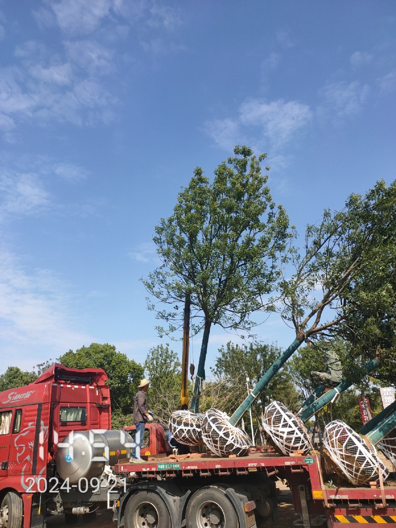15容器香樟，空根器香樟，香樟