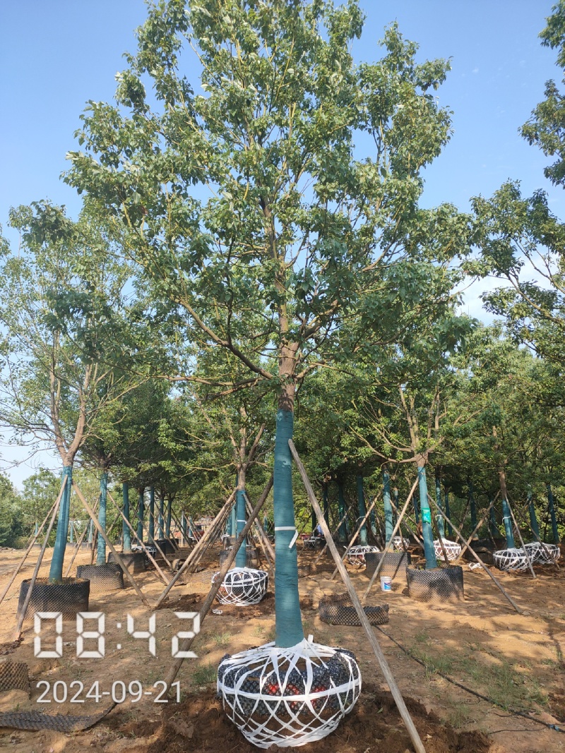 15容器香樟，空根器香樟，香樟